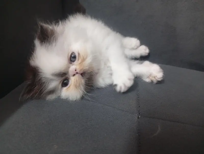 Adorable CFA bloodline Kitten — photo 4