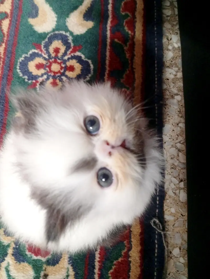 Adorable CFA bloodline Kitten — photo 5