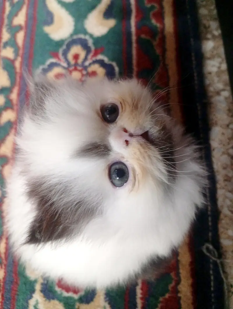 Adorable CFA bloodline Kitten — photo 6