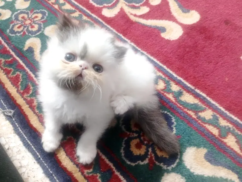 Adorable CFA bloodline Kitten — photo 7