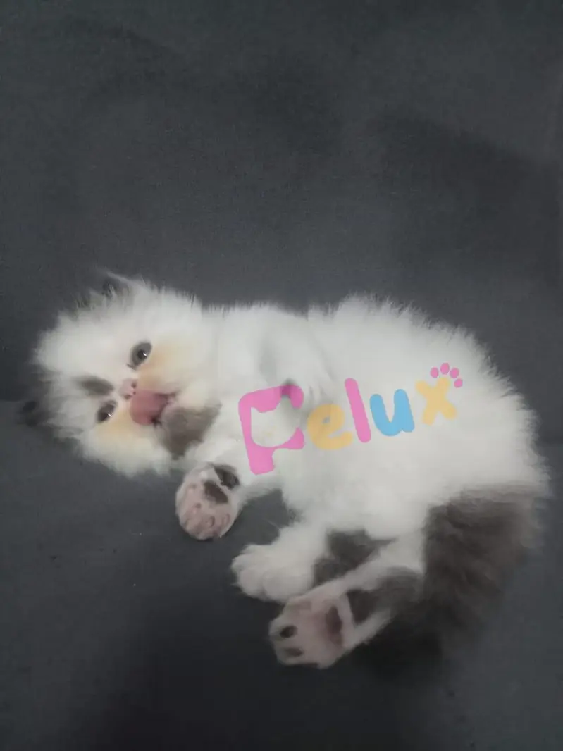 Adorable CFA bloodline Kitten — photo 8
