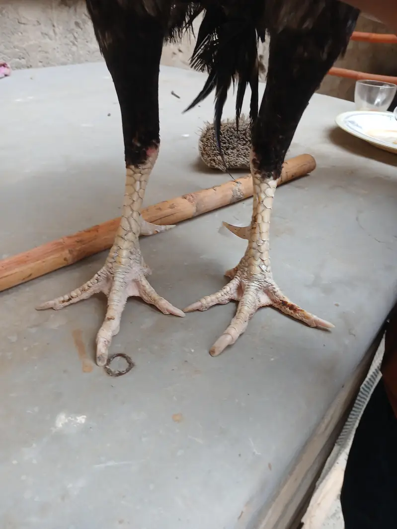ASEEL PAIR FOR SALE — photo 2