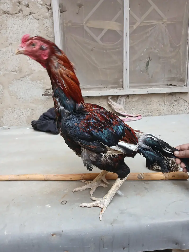 ASEEL PAIR FOR SALE — photo 3