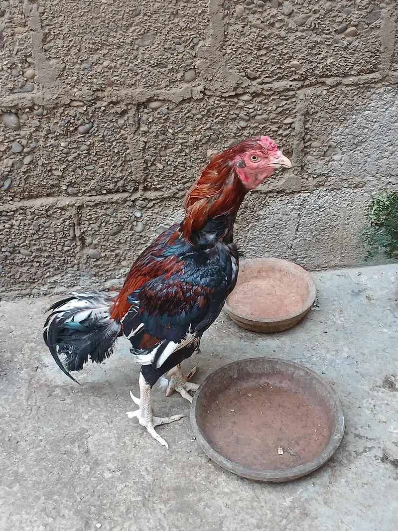ASEEL PAIR FOR SALE — photo 5