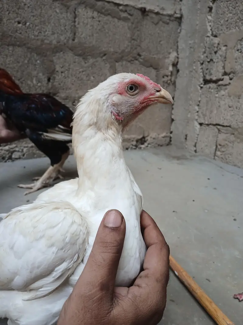 ASEEL PAIR FOR SALE — photo 6