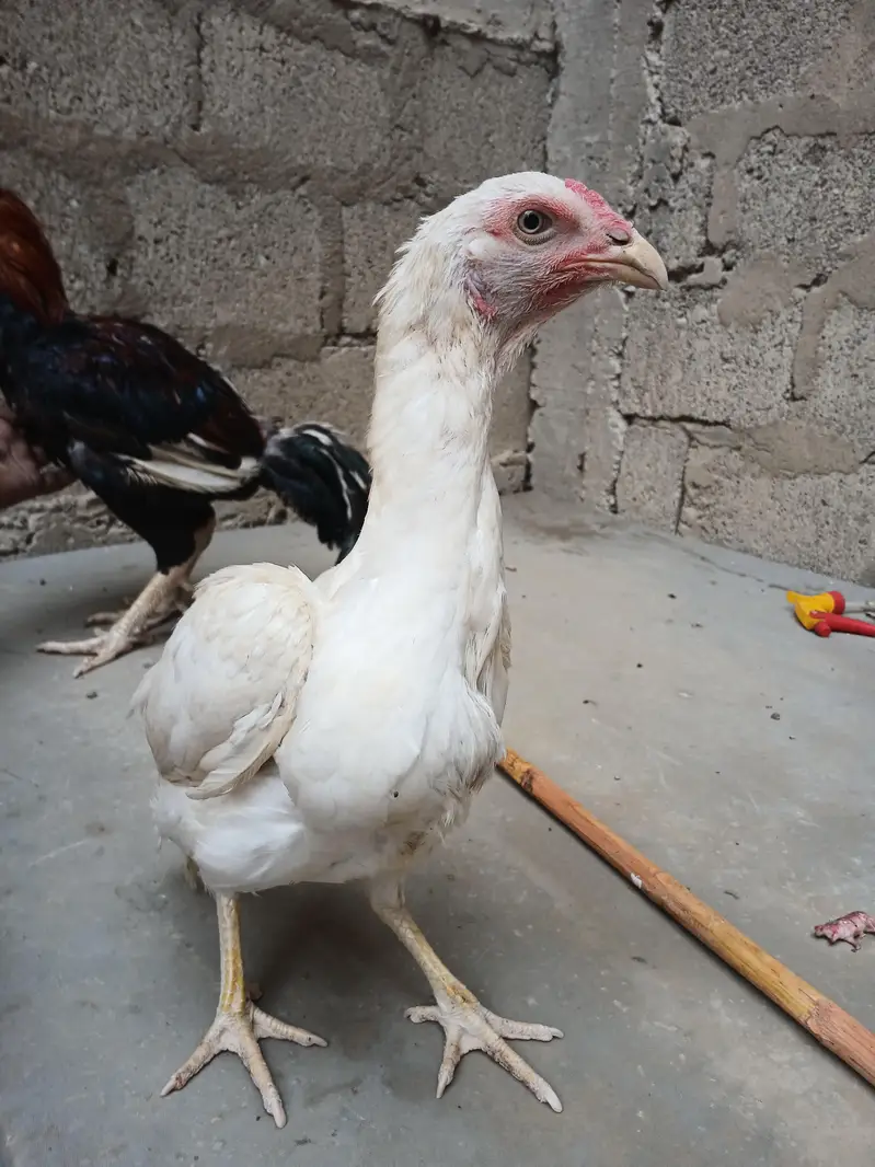 ASEEL PAIR FOR SALE — photo 8