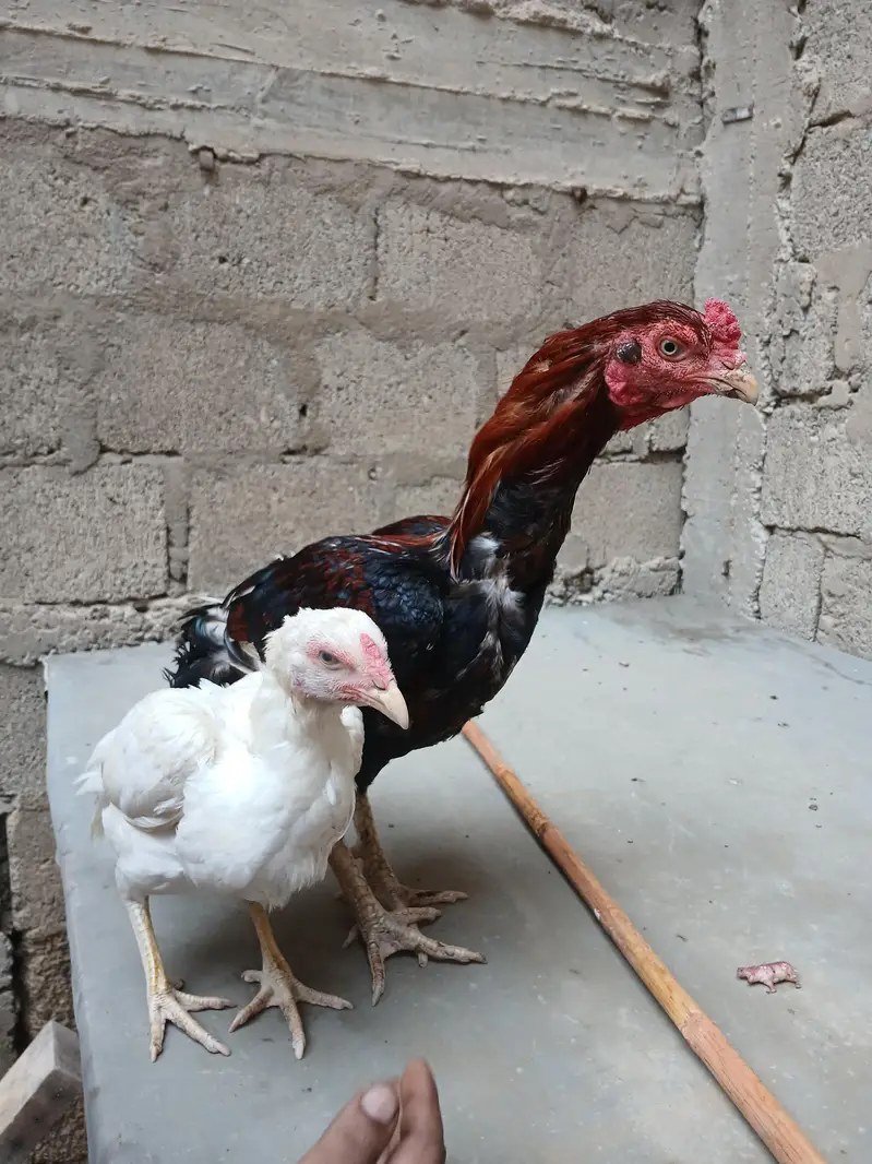 ASEEL PAIR FOR SALE — photo 9