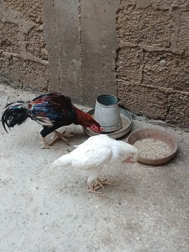 ASEEL PAIR FOR SALE — photo 10