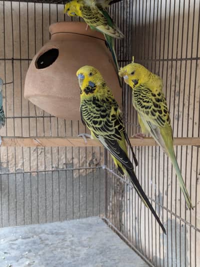 tcb budgie