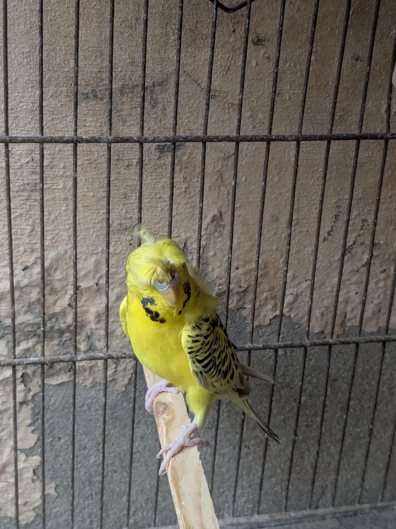 tcb budgie — photo 2