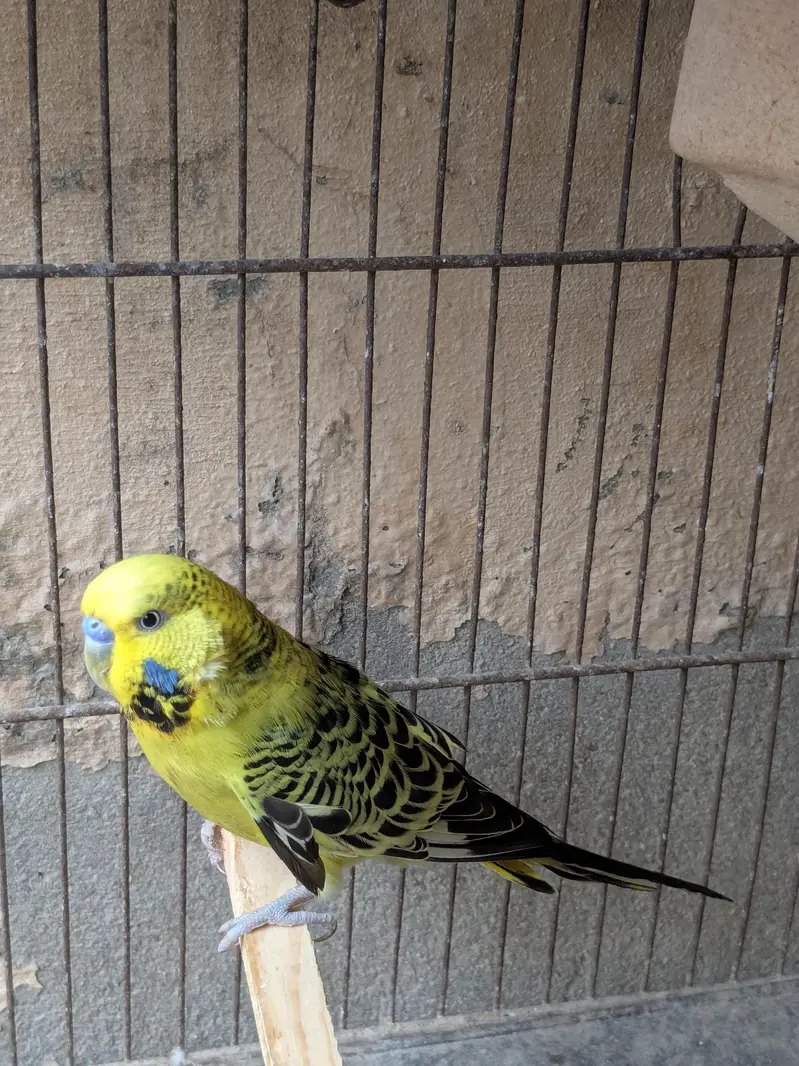 tcb budgie — photo 3