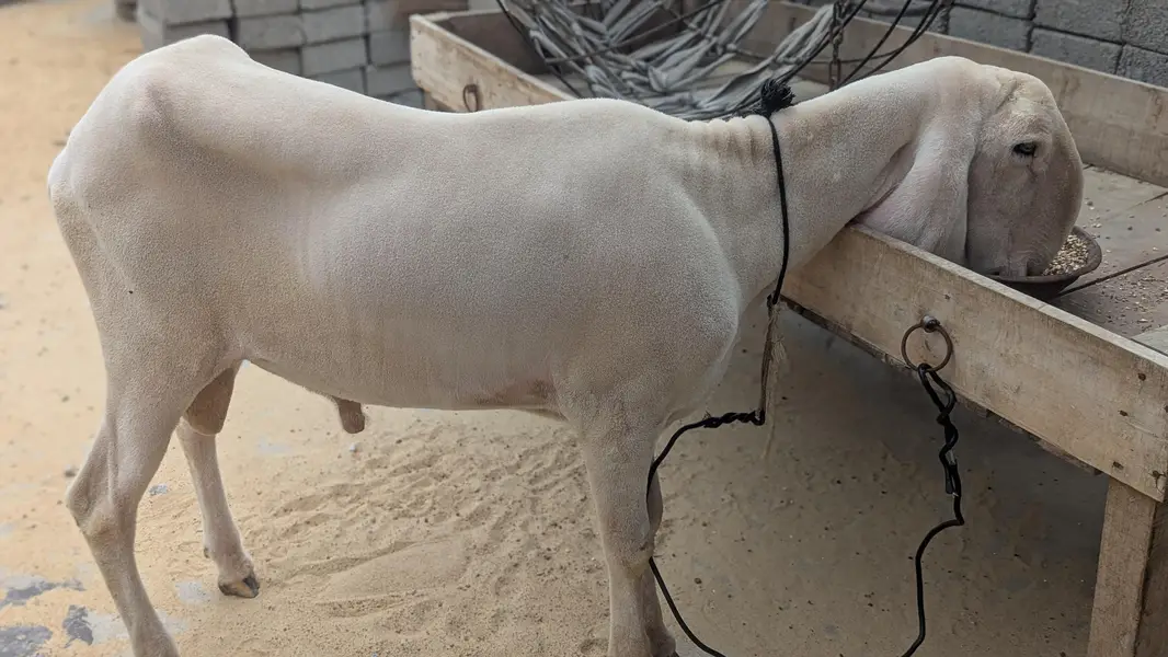 Dumba 2dant gulabi sargoda contact no 03158599515 — photo 2
