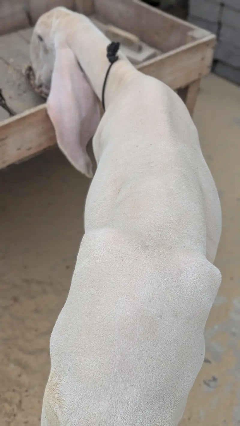 Dumba 2dant gulabi sargoda contact no 03158599515 — photo 3