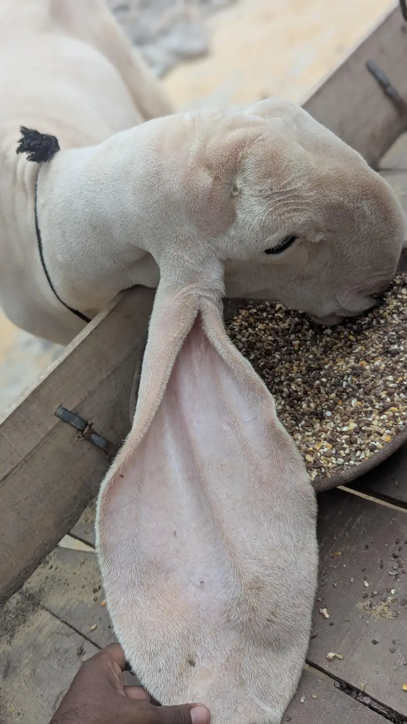 Dumba 2dant gulabi sargoda contact no 03158599515 — photo 5