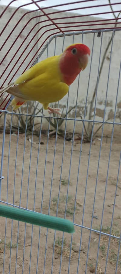 love bird single female with cage for sale