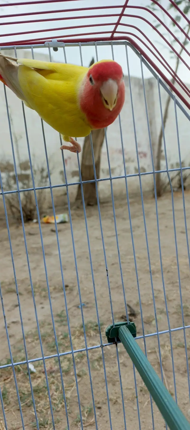 love bird single female with cage for sale — photo 2