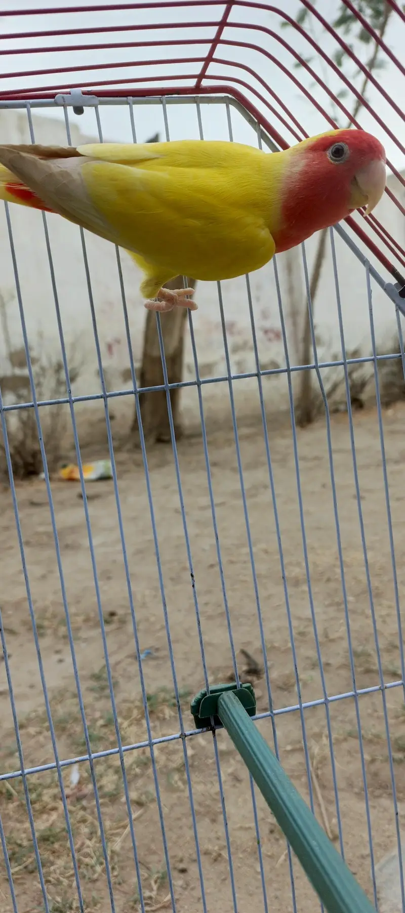 love bird single female with cage for sale — photo 3