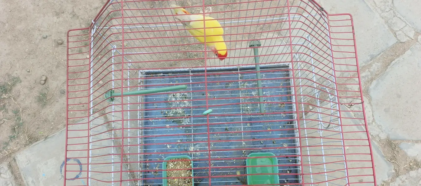 love bird single female with cage for sale — photo 4