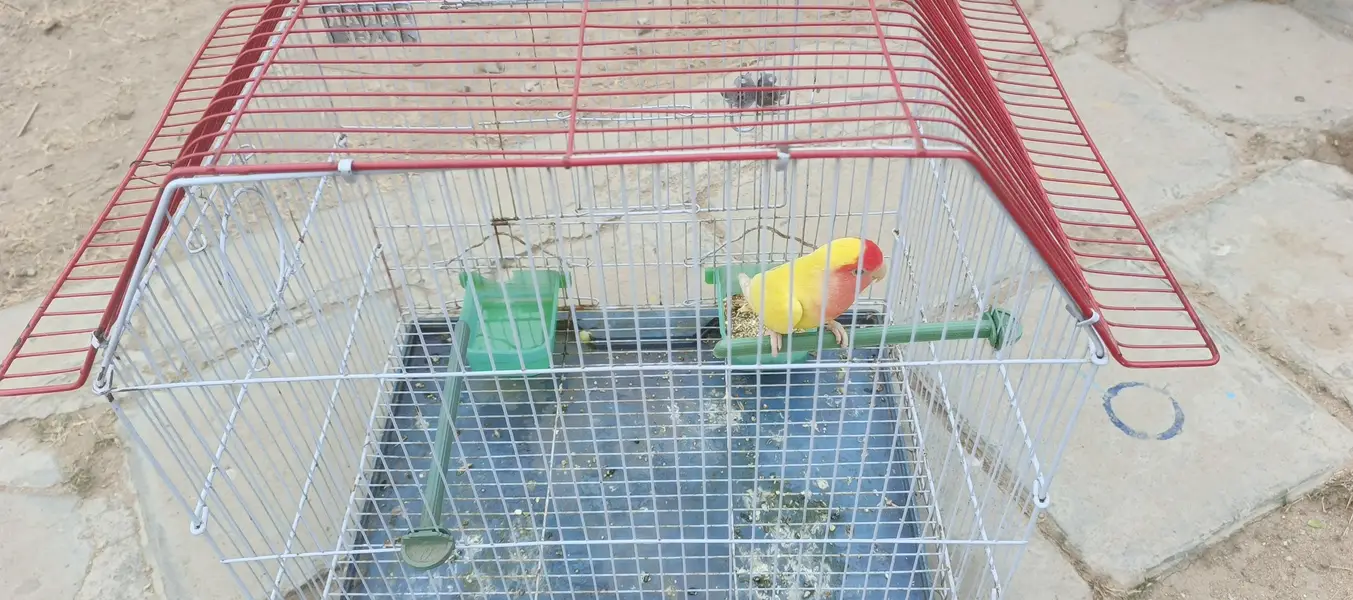 love bird single female with cage for sale — photo 5