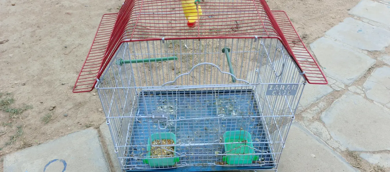 love bird single female with cage for sale — photo 6