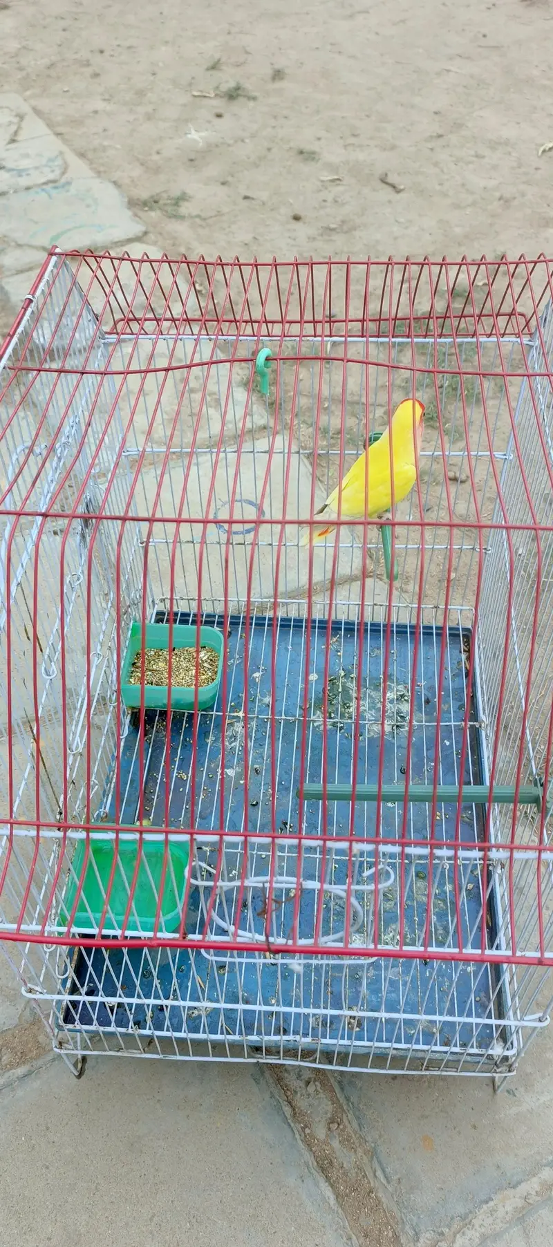 love bird single female with cage for sale — photo 7