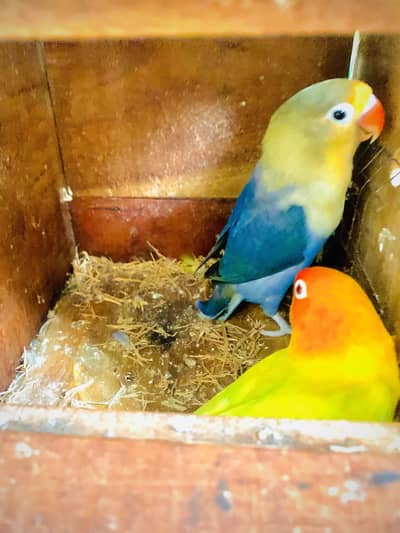 Love birds pair with cage