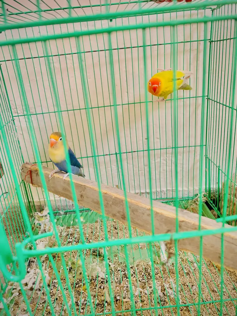 Love birds pair with cage — photo 2