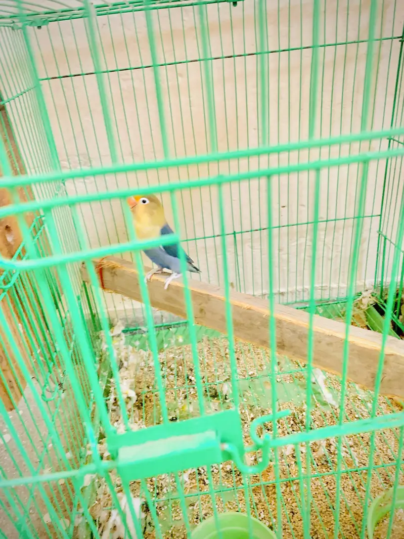 Love birds pair with cage — photo 3
