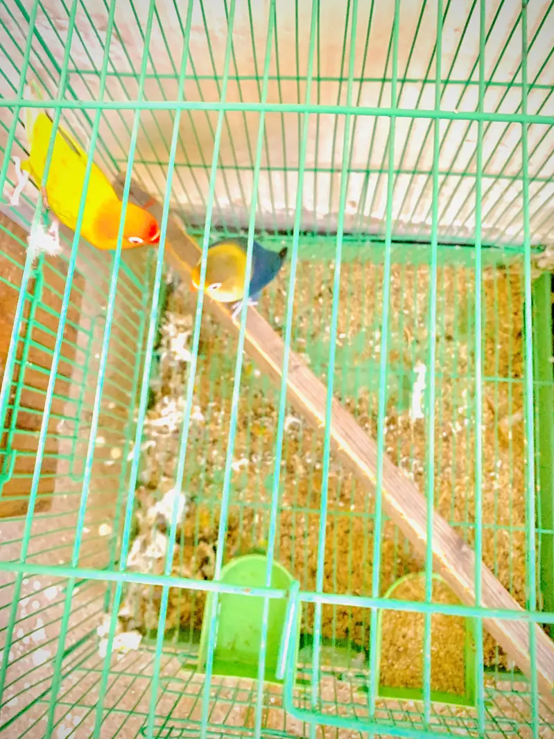 Love birds pair with cage — photo 4