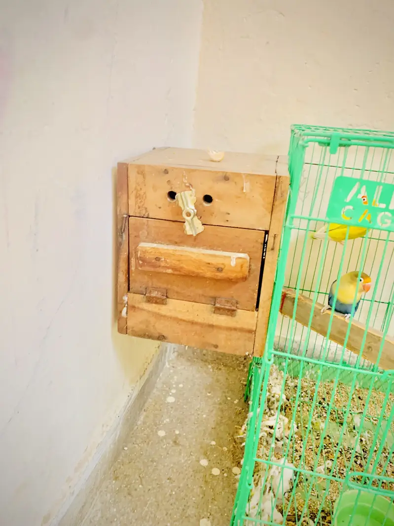 Love birds pair with cage — photo 5