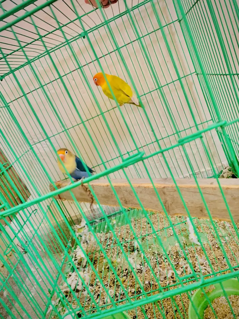 Love birds pair with cage — photo 6