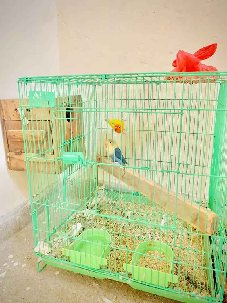 Love birds pair with cage — photo 7