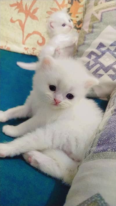 russina cat's kitten for sale