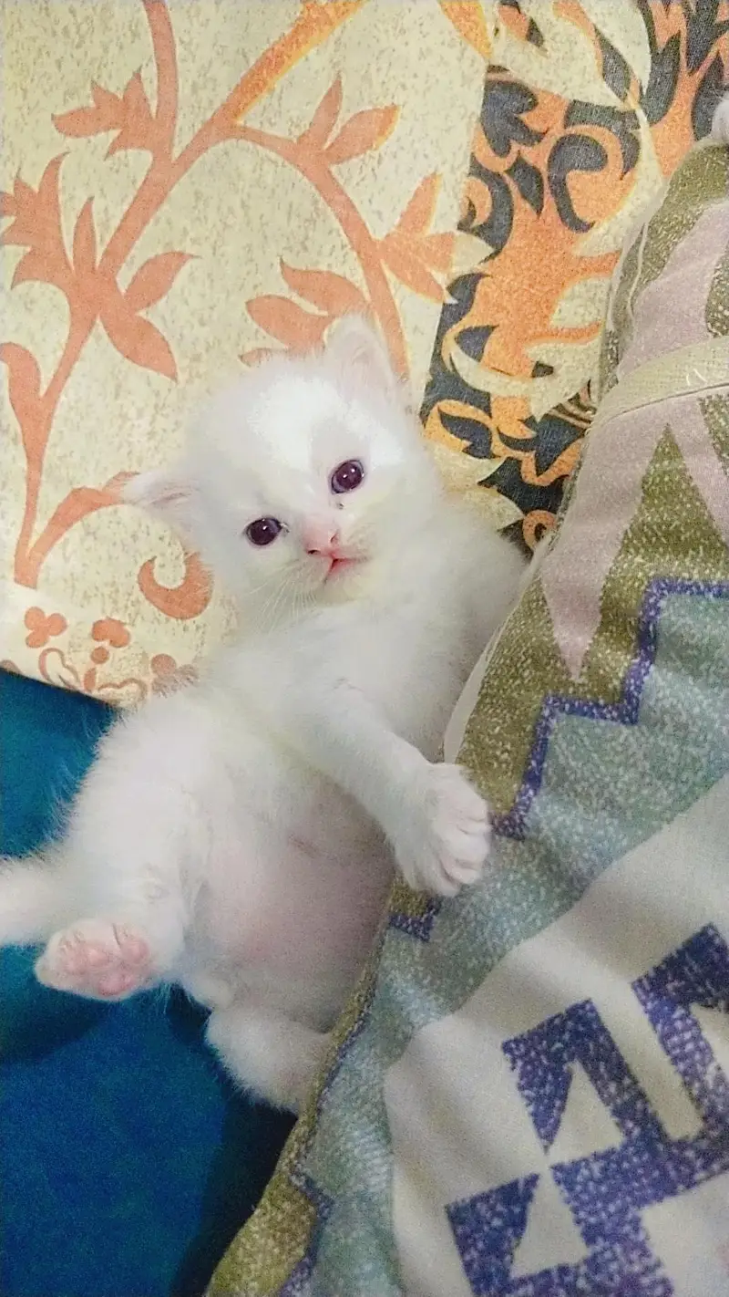 russina cat's kitten for sale — photo 2