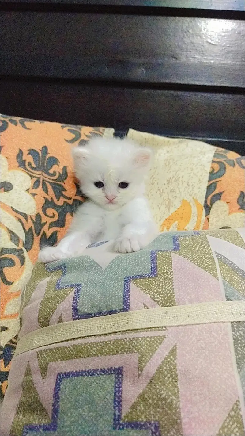 russina cat's kitten for sale — photo 3