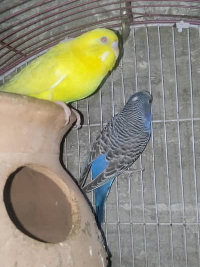 all pair ready to breed confirm pair