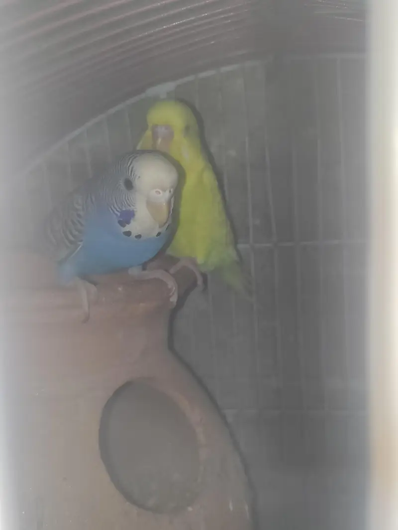 all pair ready to breed confirm pair — photo 3
