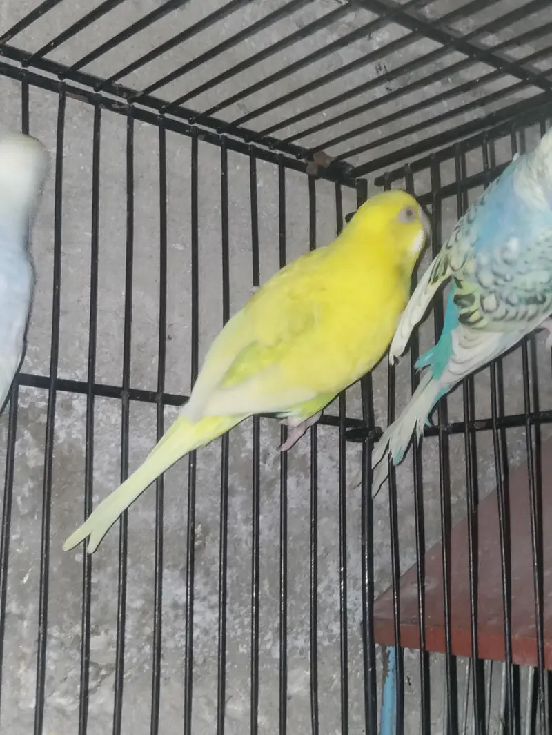 all pair ready to breed confirm pair — photo 4