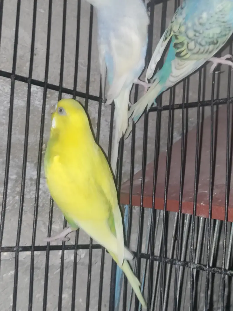 all pair ready to breed confirm pair — photo 5