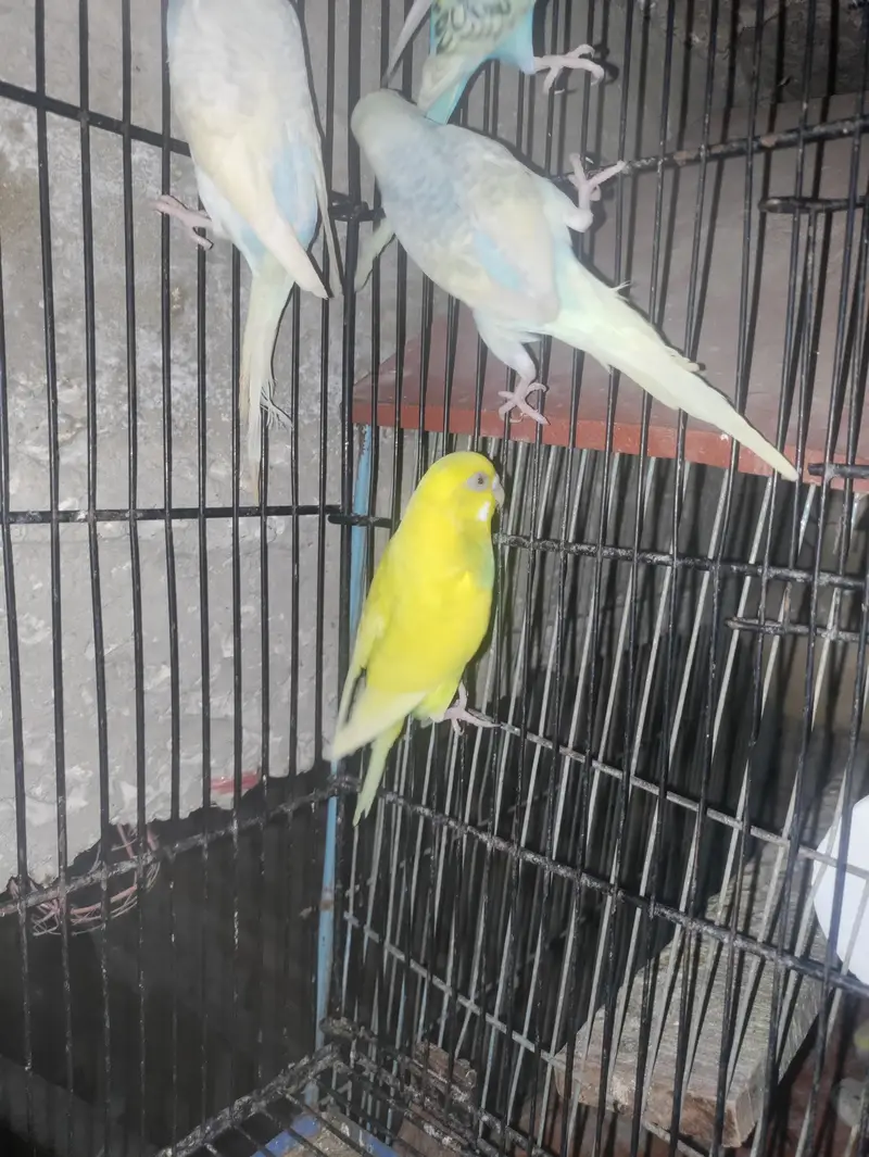 all pair ready to breed confirm pair — photo 6