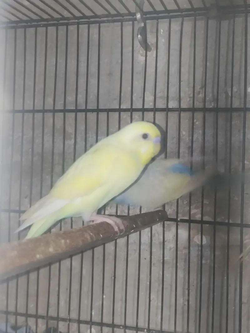 all pair ready to breed confirm pair — photo 7