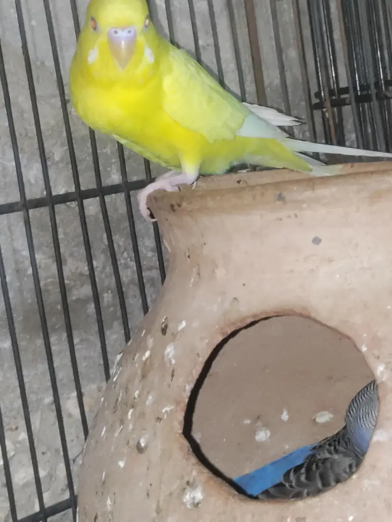 all pair ready to breed confirm pair — photo 9