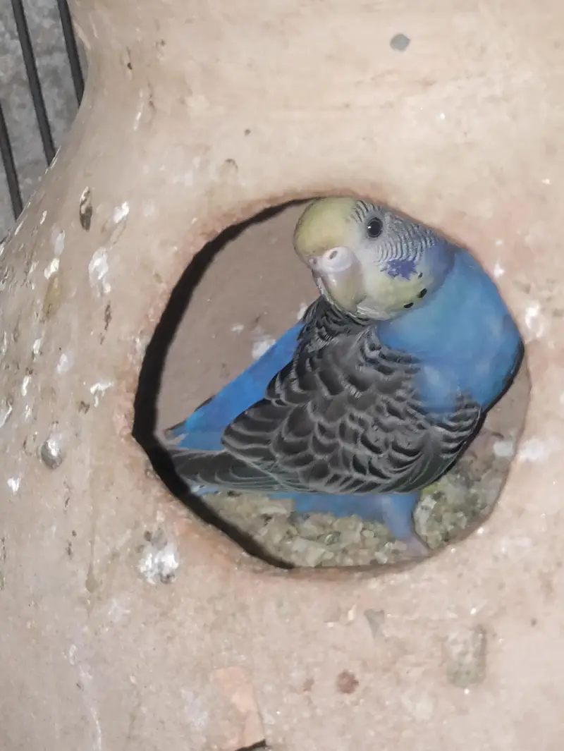 all pair ready to breed confirm pair — photo 10