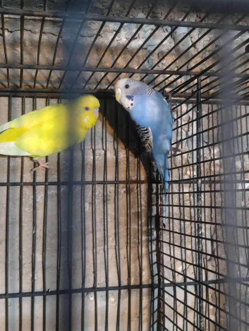 all pair ready to breed confirm pair — photo 12