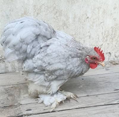 Fancy bantam male