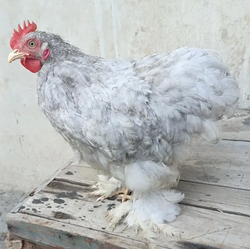 Fancy bantam male — photo 2