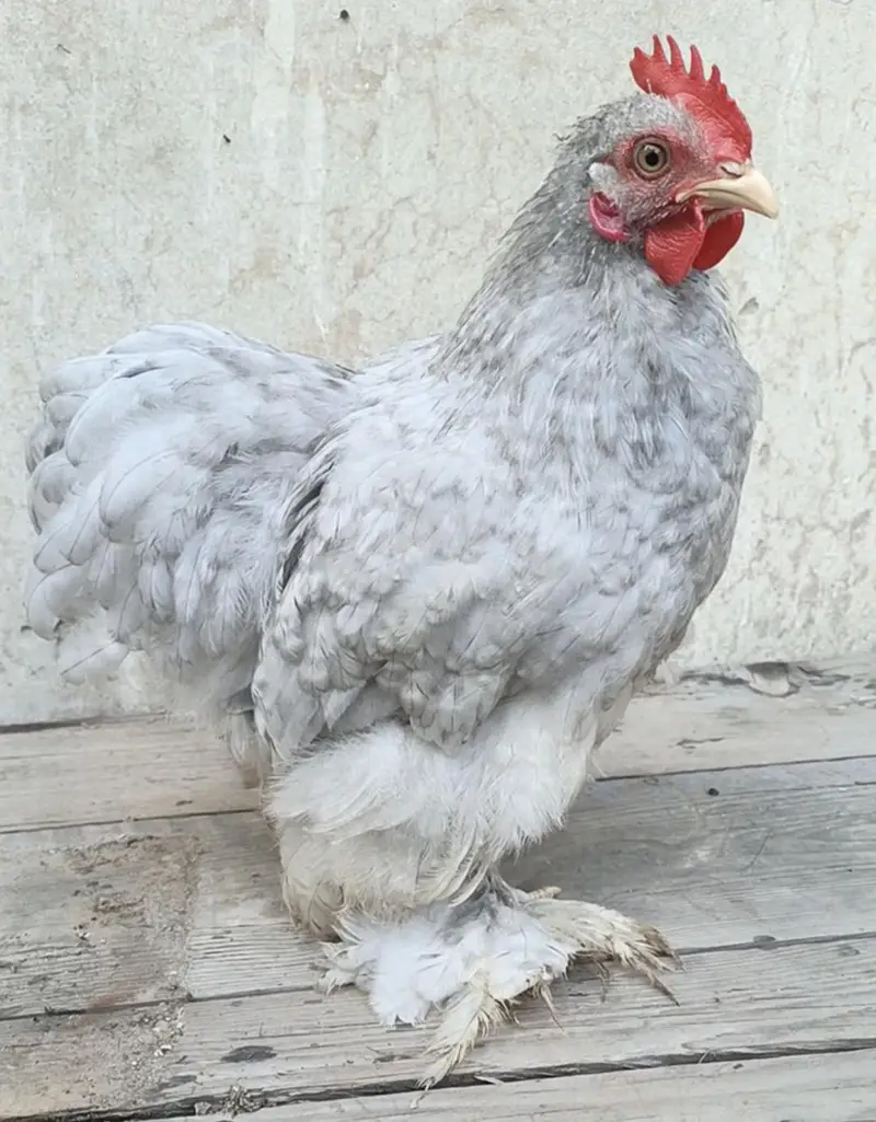Fancy bantam male — photo 3