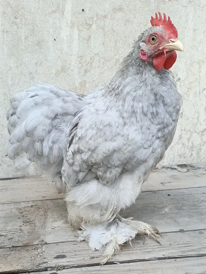 Fancy bantam male — photo 4