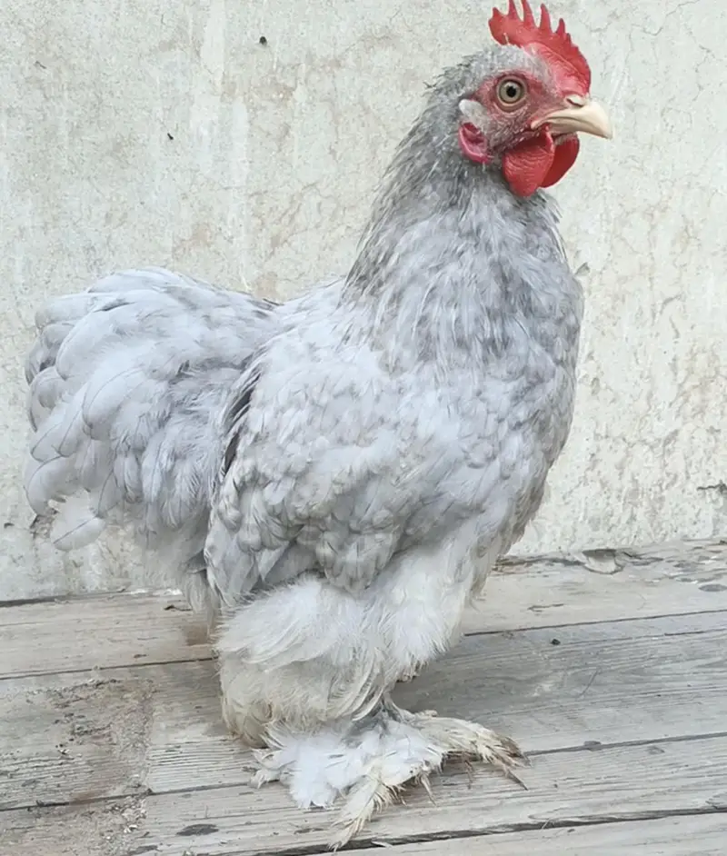 Fancy bantam male — photo 5