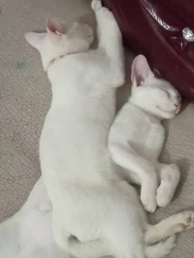 2 cats